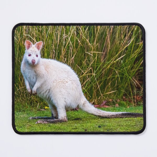 Item preview, White Wallaby on Bruny Island in Tasmania, Australia designed and sold by KeithMcInnes.