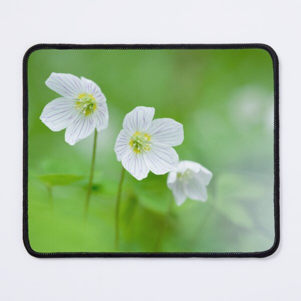 Item preview, Wood Sorrel Flowers (Oxalis acetosella) designed and sold by Craig Joiner.