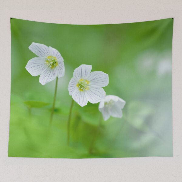 Item preview, Wood Sorrel Flowers (Oxalis acetosella) designed and sold by Craig Joiner.
