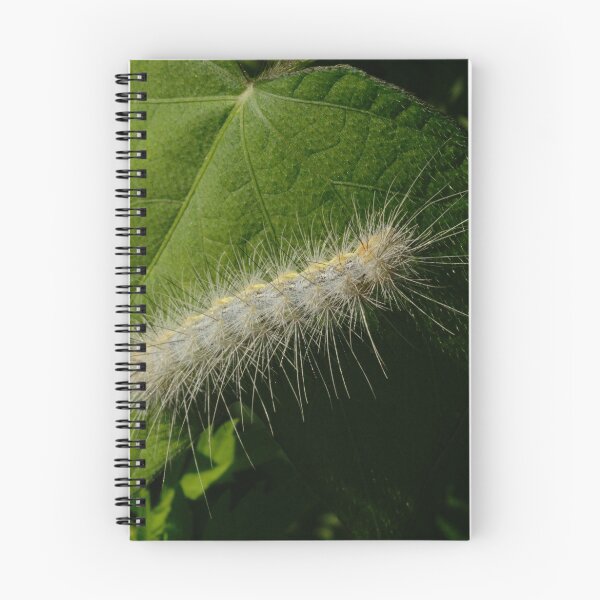 Item preview, 338 Saltmarsh Caterpillar designed and sold by ptosis.