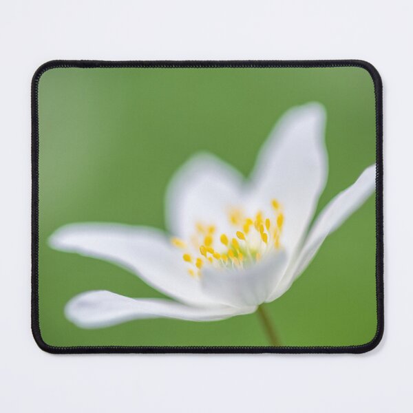 Item preview, Wood Anemone flower (Anemone nemorosa) designed and sold by Craig Joiner.