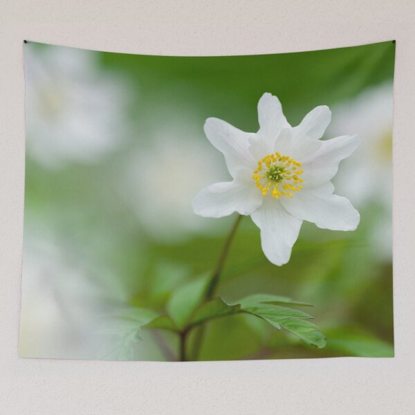 Item preview, Wood Anemone flowers (Anemone nemorosa) designed and sold by Craig Joiner.