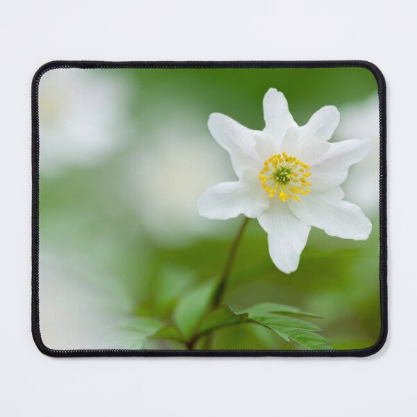 Item preview, Wood Anemone flowers (Anemone nemorosa) designed and sold by Craig Joiner.