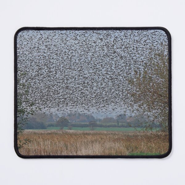 Item preview, Starlings Roosting On The Levels designed and sold by LaurenTucker.