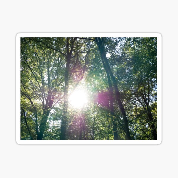Sun between trees in the forest Sticker