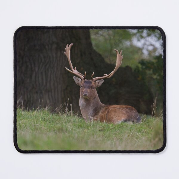 Item preview, Fallow Deer Stag.. designed and sold by LaurenTucker.