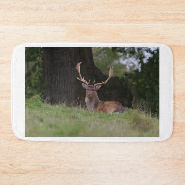 Item preview, Fallow Deer Stag.. designed and sold by LaurenTucker.