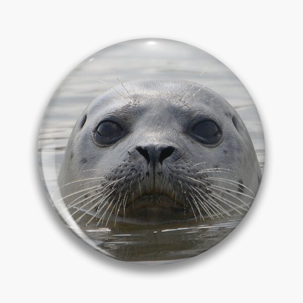 Item preview, Inquisitive Seal designed and sold by ClaireChown.