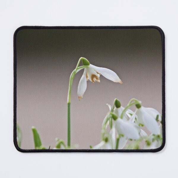 Item preview, Snowdrops.. designed and sold by LaurenTucker.