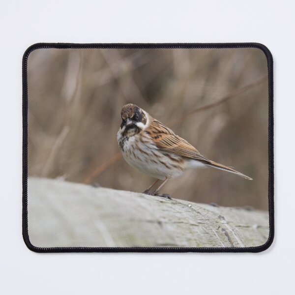 Item preview, Reed Bunting! designed and sold by LaurenTucker.