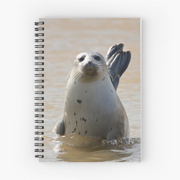 Item preview, Common Seal posing in the sun designed and sold by ClaireChown.