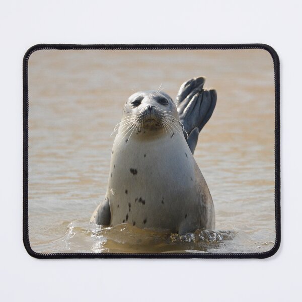 Item preview, Common Seal posing in the sun designed and sold by ClaireChown.