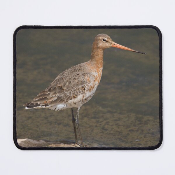 Item preview, Black-Tailed Godwit designed and sold by LaurenTucker.