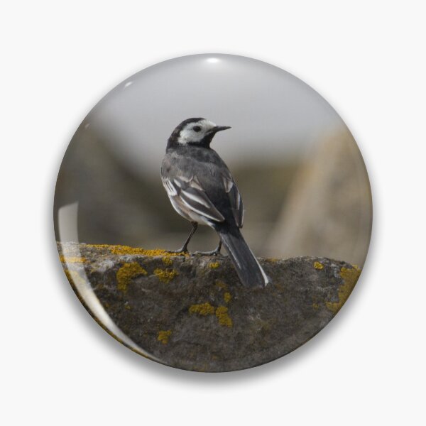 Item preview, Pied Wagtail.. designed and sold by LaurenTucker.