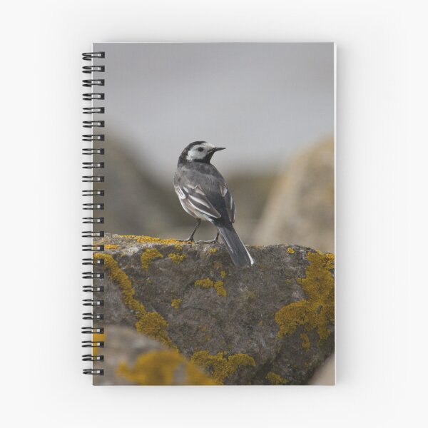 Item preview, Pied Wagtail.. designed and sold by LaurenTucker.