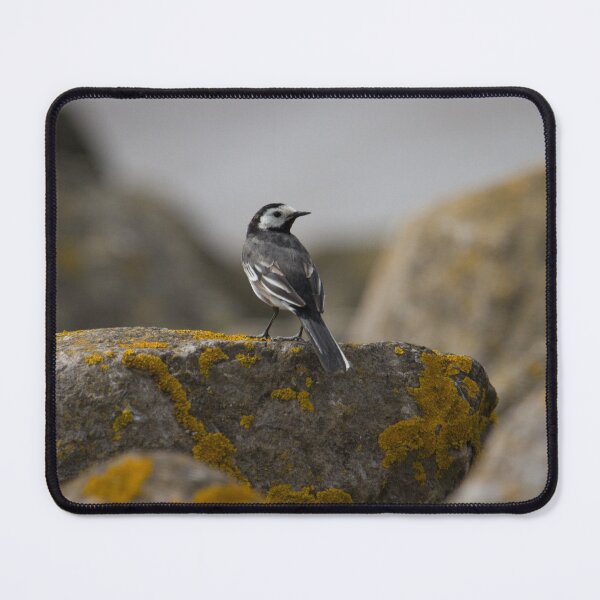 Item preview, Pied Wagtail.. designed and sold by LaurenTucker.
