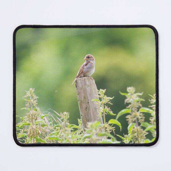 Item preview, House Sparrow - Passer domesticus designed and sold by LaurenTucker.