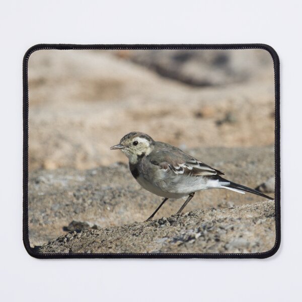 Item preview, Pied Wagtail.. designed and sold by LaurenTucker.