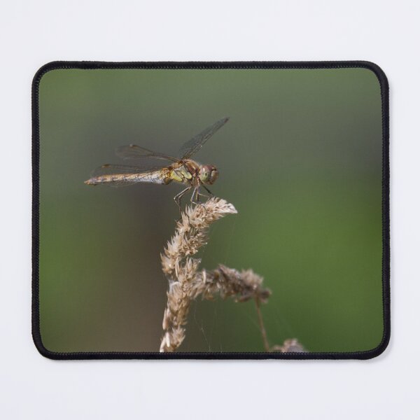 Item preview, Dragonflies Galore ! designed and sold by LaurenTucker.