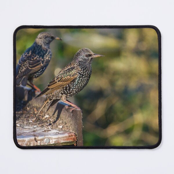Item preview, Starling - Sturnus vulgaris designed and sold by LaurenTucker.