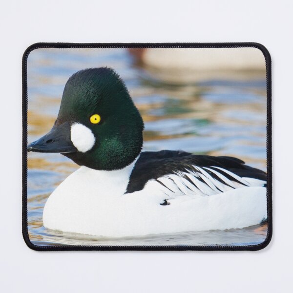 Item preview, Goldeneye - Bucephala Clangula designed and sold by LaurenTucker.
