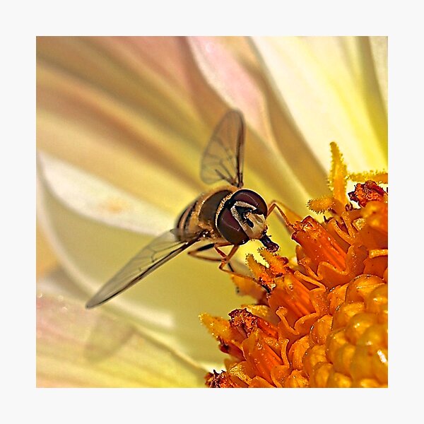 Hoverfly Photographic Print
