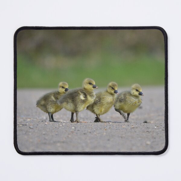 Item preview, Gosling squad designed and sold by ClaireChown.