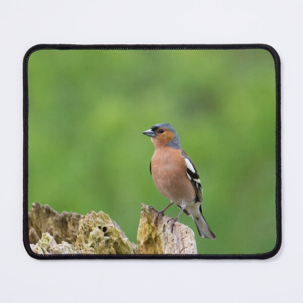 Item preview, Chaffinch - Fringilla coelebs designed and sold by LaurenTucker.
