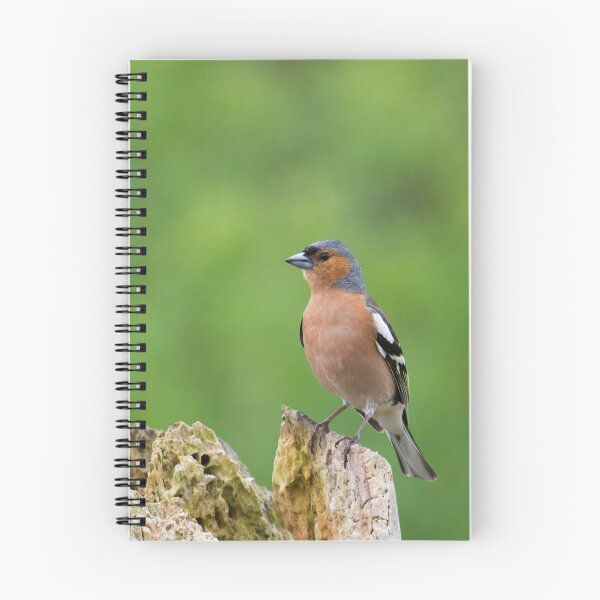 Item preview, Chaffinch - Fringilla coelebs designed and sold by LaurenTucker.