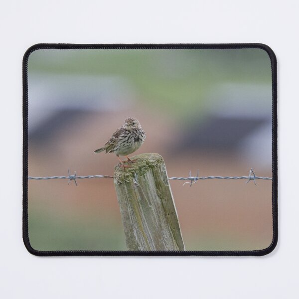 Item preview, Colourful Pipit.. designed and sold by LaurenTucker.