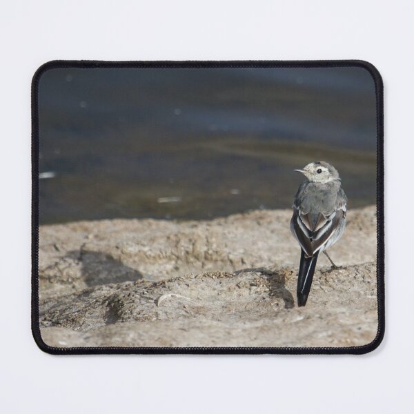 Item preview, Pied Wagtail designed and sold by LaurenTucker.