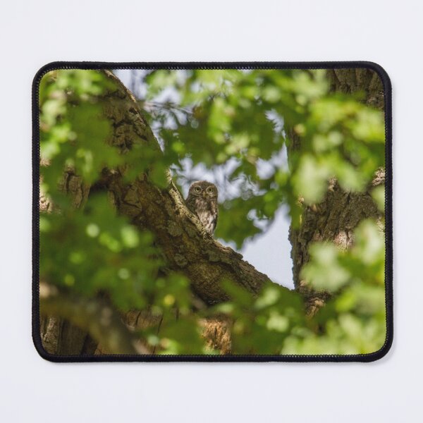 Item preview, Little Owl - Athene Noctua designed and sold by LaurenTucker.