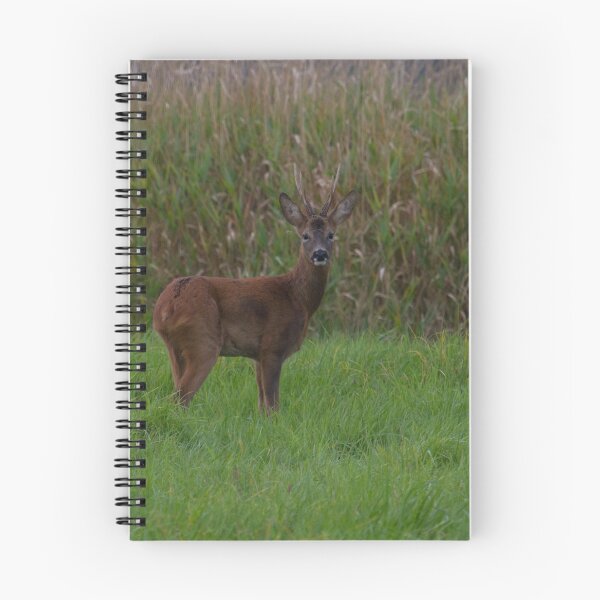 Item preview, Roe Deer... designed and sold by LaurenTucker.