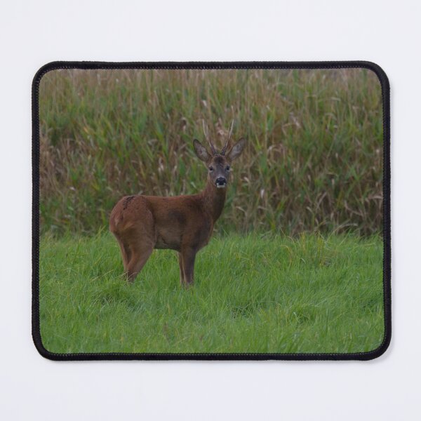 Item preview, Roe Deer... designed and sold by LaurenTucker.