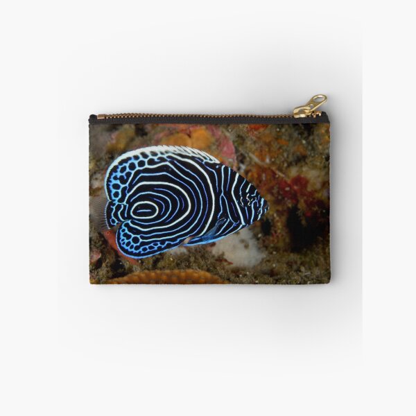 Item preview, Juvenile Emperor Angelfish - Pomacanthus imperator designed and sold by Andrew Trevor-Jones.