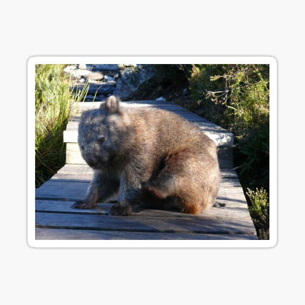 Wombat Wonderings Sticker