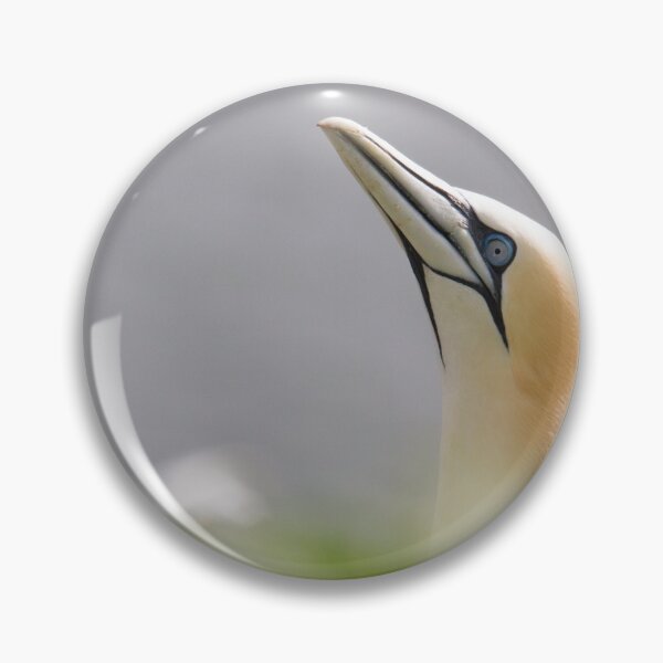 Item preview, Gannet Pose.. designed and sold by LaurenTucker.