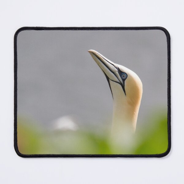 Item preview, Gannet Pose.. designed and sold by LaurenTucker.