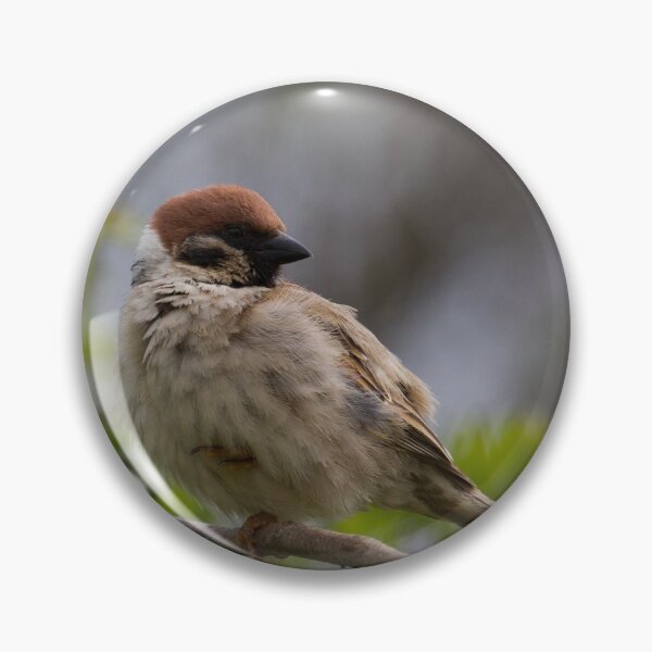 Item preview, Tree Sparrow Doing His Flamingo Impression! designed and sold by LaurenTucker.