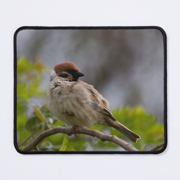 Item preview, Tree Sparrow Doing His Flamingo Impression! designed and sold by LaurenTucker.