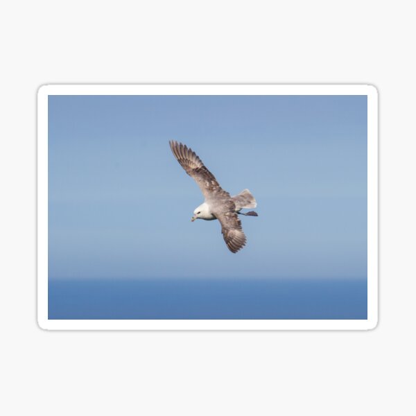 Item preview, Fulmar Glide! designed and sold by LaurenTucker.