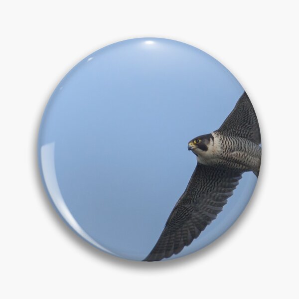 Item preview, Peregrine Falcon! designed and sold by LaurenTucker.