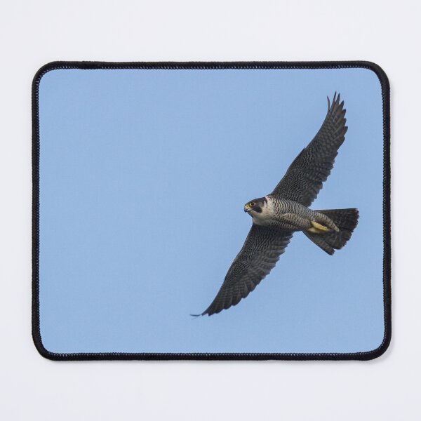 Item preview, Peregrine Falcon! designed and sold by LaurenTucker.