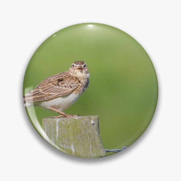 Item preview, Skylark Sing! designed and sold by LaurenTucker.