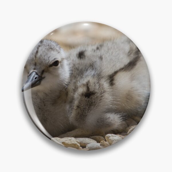 Item preview, Avocet Chick.. designed and sold by LaurenTucker.
