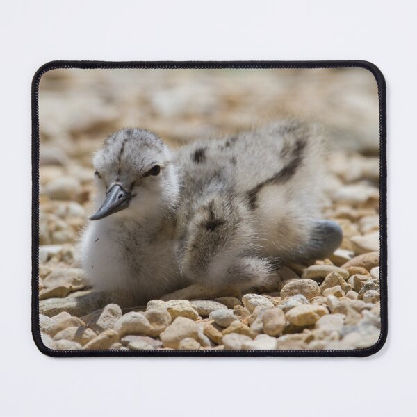 Item preview, Avocet Chick.. designed and sold by LaurenTucker.