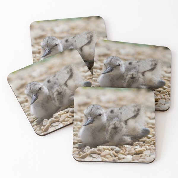 Item preview, Avocet Chick.. designed and sold by LaurenTucker.