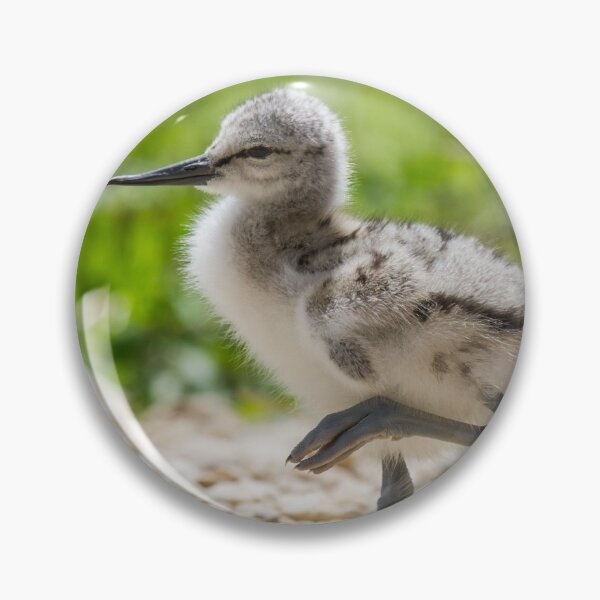 Item preview, Little Avocet Chick.. designed and sold by LaurenTucker.