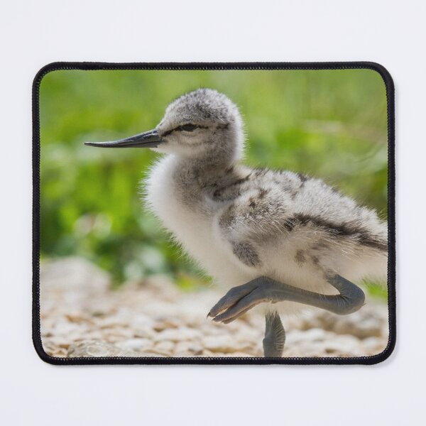 Item preview, Little Avocet Chick.. designed and sold by LaurenTucker.