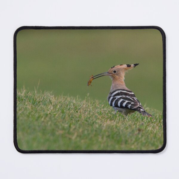 Item preview, Hoopoe! designed and sold by LaurenTucker.